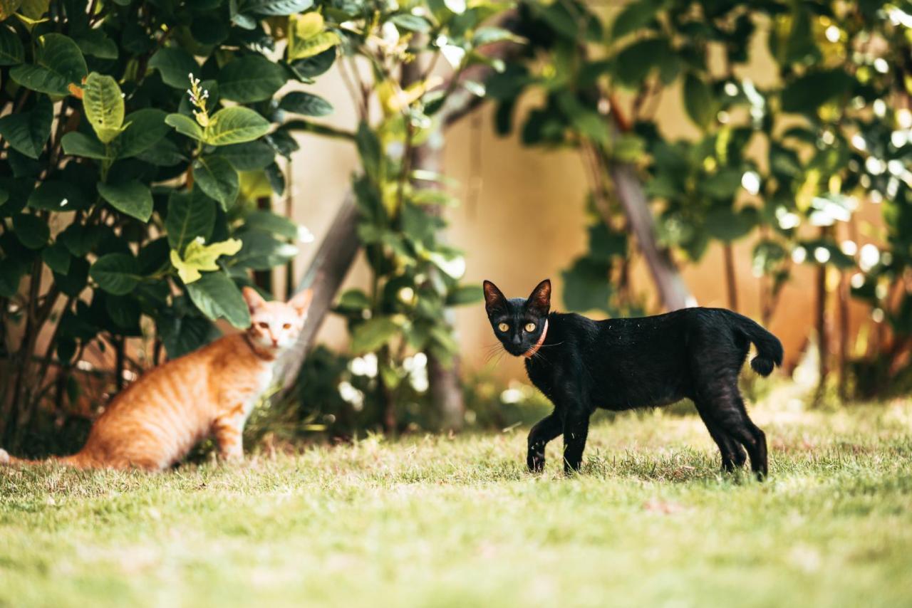 Bali Mynah Villas Resort Jimbaran Eksteriør billede